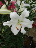 [4180 Fastrada VH No02.JPG]